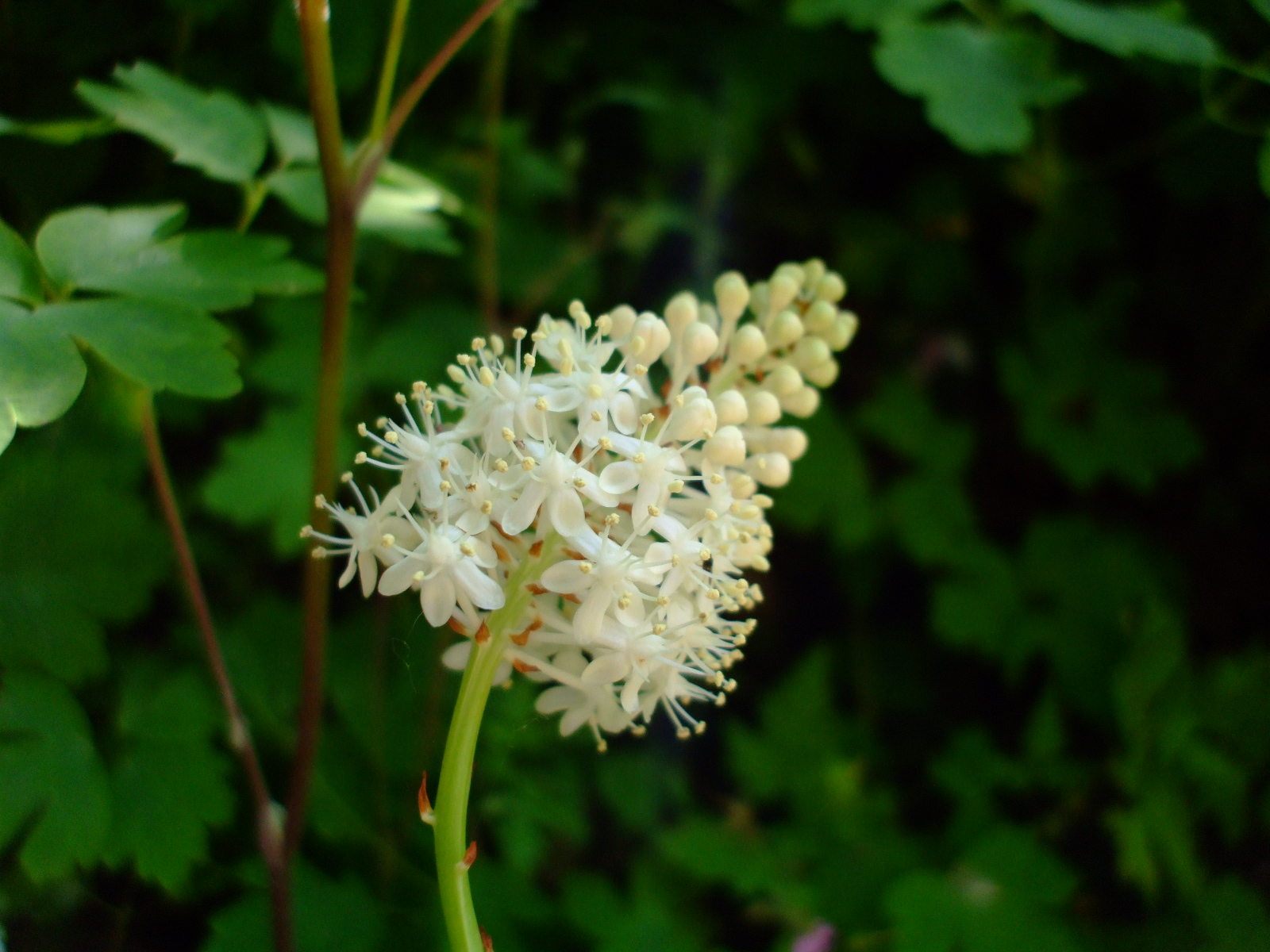 Amianthium muscaetoxicum